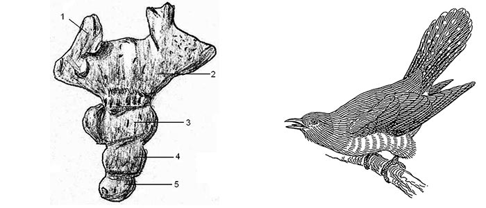 Un coccyx et un coucou