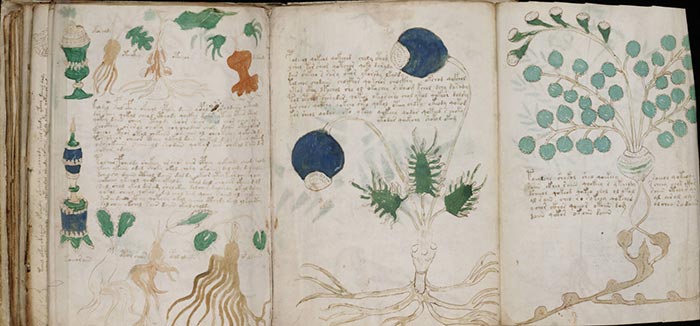 Des pages apparemment consacrées à la botanique - Manuscrit de Voynich