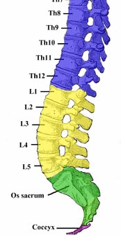 Sacrum et coccyx situés à l'extrémité de la colonne vertébrale