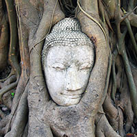 tête de Bouddha à Ayutayyah