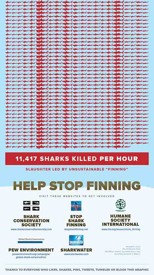 Shark-Attack-Stop-Finning-Infographic_02