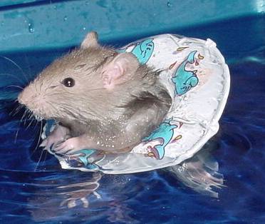 Un rat mignon et sa bouée