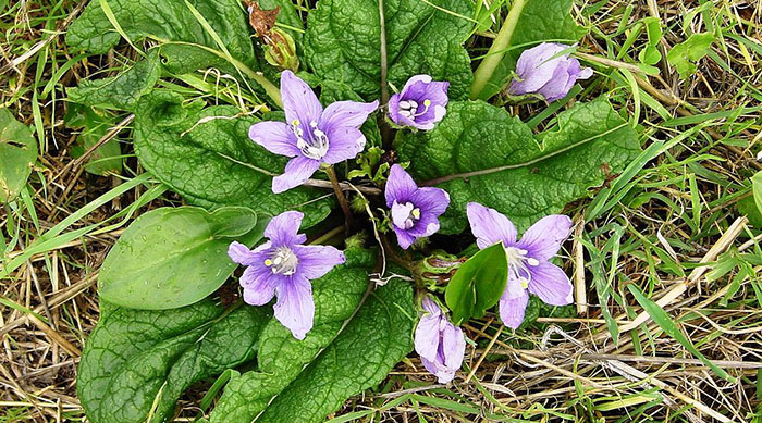 Plant de mandragore