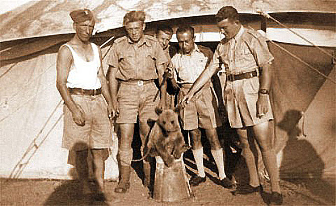 L'ours Wojtek, seul ours à avoir servi dans l'armée pendant la seconde Guerre mondiale