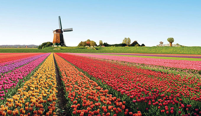 champ-de-tulipes-hollande