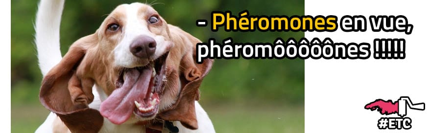 pheromones-chien