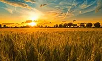 bonheur-est-dans-le-pré