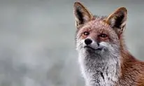 renard