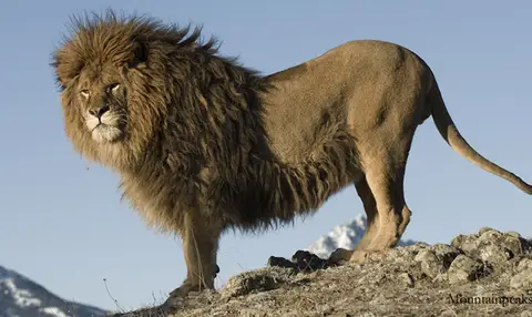 lion-de-barbarie