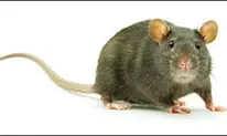 rats-plongeurs