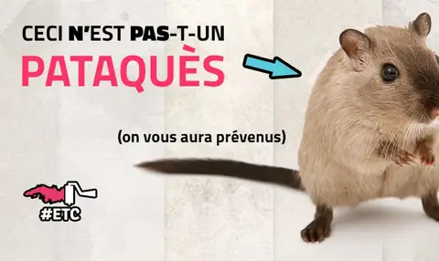 faire-un-pataques