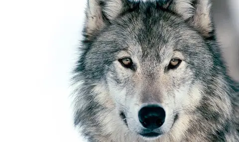 homme-est-un-loup-pour-homme-vig