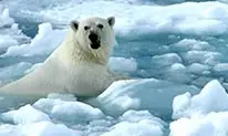 fonte-des-glaces-vig