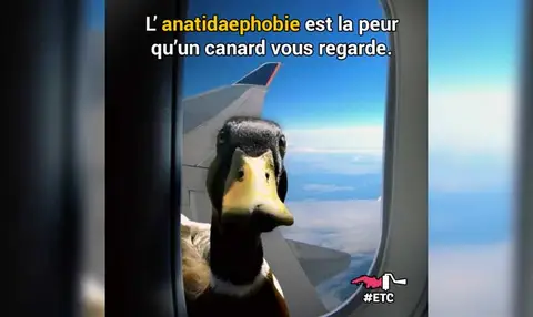 anatidaephobie-peur-canard-vous-regarde