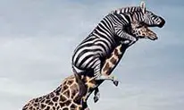 zebre-peigne-la-girafe-vignette