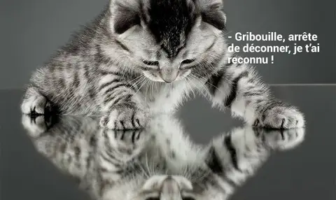 reflets-chats-miroir