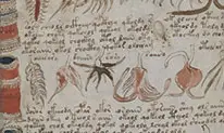 Voynich-manuscrit