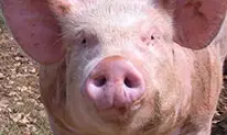 cochon