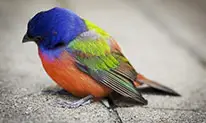 oiseau