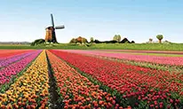 champ-de-tulipes-hollande-vignette