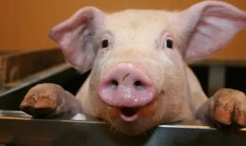 Cochon-regicide