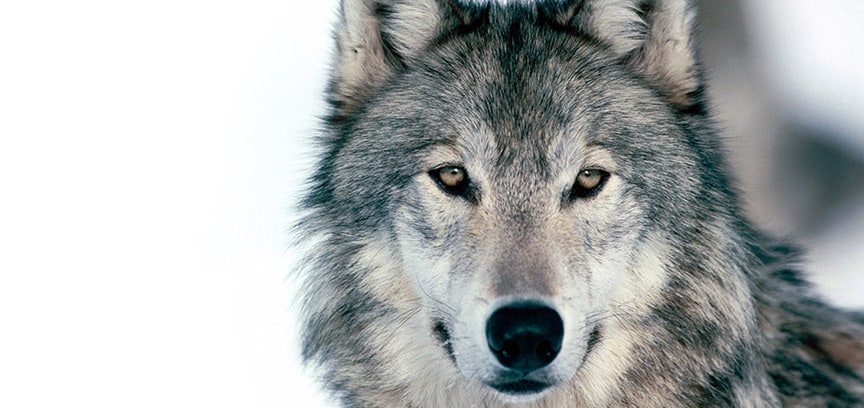 Revelations Sur La Maxime L Homme Est Un Loup Pour L Homme Revelations Sur La Maxime L Homme Est Un Loup Pour L Homme