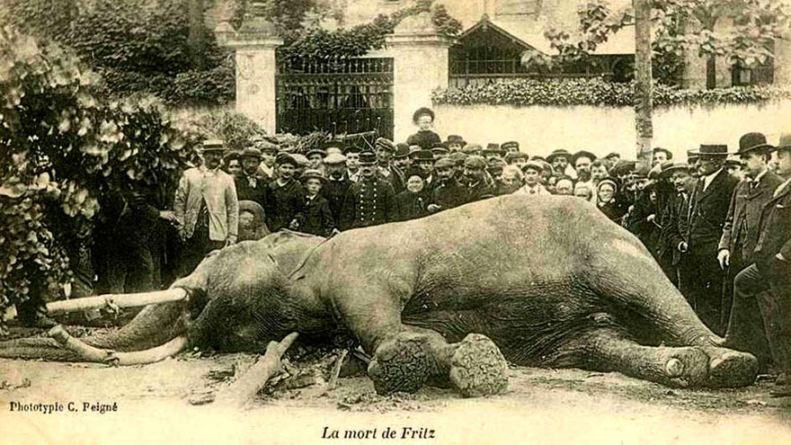 Carte postale de la mort de Fritz l'éléphant