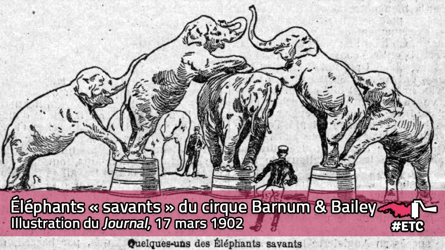 Éléphants savants du cirque Barnum